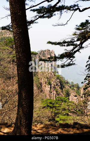 Twisted pini,nuvole,Pinacles,Scogliere,RocksYellow montagne,Huang Shan,Jaingxi provincia,Cina,PRC,Repubblica Popolare di Cina Foto Stock