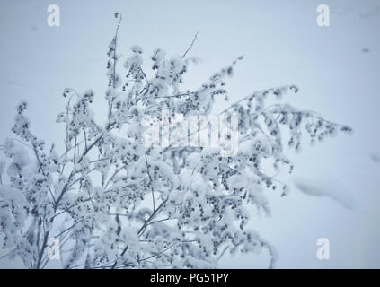 Coperte di neve bush dopo la prima nevicata di close-up. Foto Stock