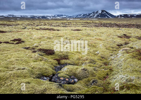 Islanda moss campo al giorno nuvoloso Foto Stock