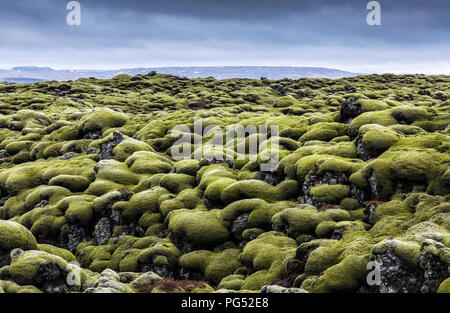 Islanda moss campo al giorno nuvoloso Foto Stock