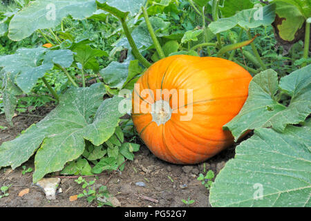 Organici di zucca arancione tra le foglie di autunno campo di fattoria . Foto Stock