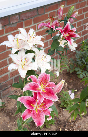 Bianco e rosa orientali Stargazer lily fiori, gigli in un letto di fiori Foto Stock