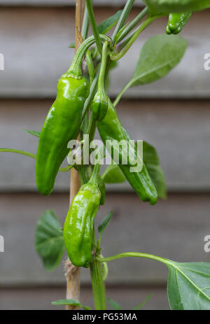 Primo piano della padron il peperoncino che cresce su una pianta di pepe. I peperoni sono popolari come un tapas spagnole piatto Foto Stock