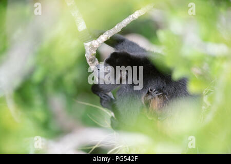 Scimmia Urlatrice di fogliame Foto Stock