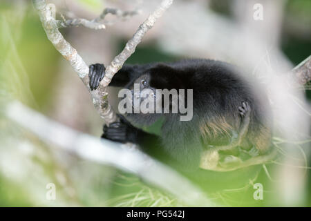 Scimmia Urlatrice e bambino di fogliame Foto Stock