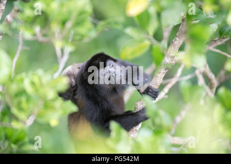 Scimmia Urlatrice e bambino di fogliame Foto Stock