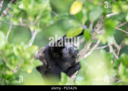 Scimmia Urlatrice e bambino di fogliame Foto Stock