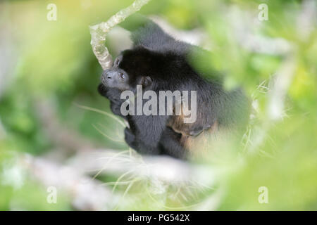 Scimmia Urlatrice di fogliame Foto Stock