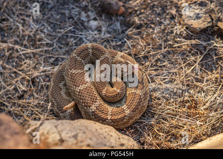 Rattlesnake avvolto strettamente. Foto Stock