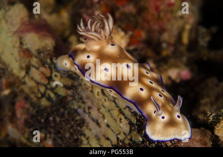 Sea Slug, Hypselodoris tryoni, Chromodorididae, Anilao, Batangas, Filippine, Mare delle Filippine, Oceano Pacifico, in Asia Foto Stock