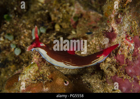 Sea Slug, Nembrotha chamberlaini, Polyceridae, Anilao, Batangas, Filippine, Mare delle Filippine, Oceano Pacifico Foto Stock