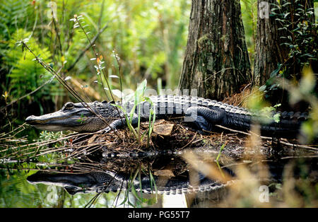 Il coccodrillo americano (Alligator mississippiensis) nel Okefenokee Swamp in Georgia Foto Stock