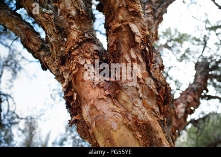 Primo piano di una struttura ad albero paperbark (Polylepis racemosa) / quenua albero nel Parco Nazionale del Huascaran. Cordillera Blanca montagne, Ancash Regione, Perù. Lug 2018 Foto Stock