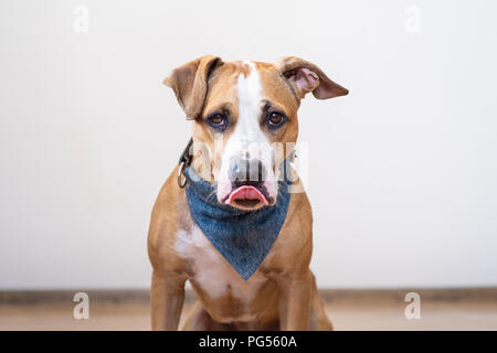 Cane affamato leccare le sue labbra. Carino staffordshire terrier cucciolo seduto in una stanza vuota attesa per alimenti Foto Stock