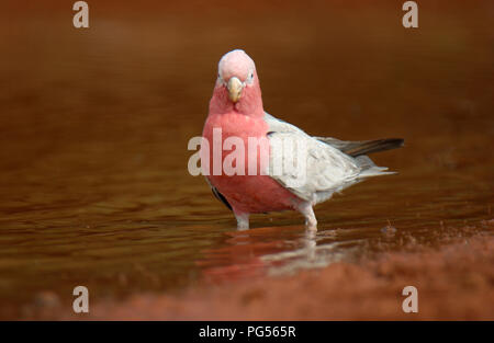 Galah (Eolophus roseicapilla) a waterhole in outback Australia Occidentale. Foto Stock