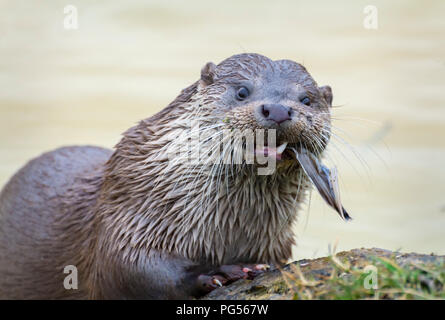 Lontra che si alimenta Foto Stock