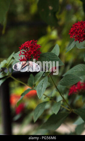 Tasto di pianoforte butterfly Heliconius melpomene : posatoi su una foglia in un giardino. Foto Stock