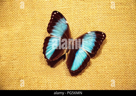 Appuntato morpho blu farfalla Morpho peleides su un bordo di tessuto Foto Stock