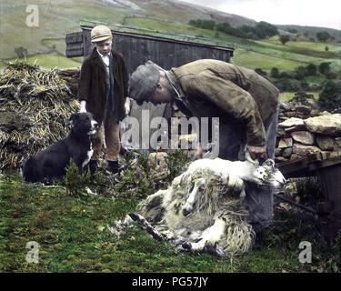 La tosatura delle pecore in Swaledale negli anni quaranta (colorata a mano foto) Foto Stock