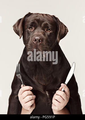 Il collage con cioccolato labrador e mani maschio. cane holding cucchiaio e forchetta per mangiare isolati su sfondo bianco. emozioni del concetto di animali Foto Stock