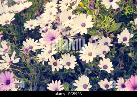 Dimorphotheca Ecklonis Cape Marguerite fiori o cape marguerite Foto Stock