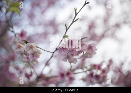 Chiusura del fiore di ciliegio Foto Stock