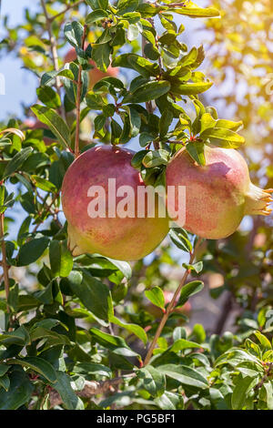 Ripe rosso pomegranite, Punica granatum appeso a un albero. - Immagine di stock Foto Stock