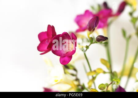 Viola fresia fiori Foto Stock