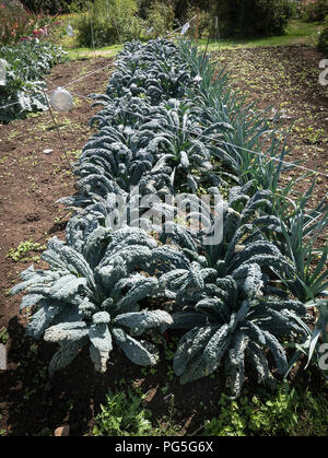 Cavolo nero Magin crescono in un giardino inglese in agosto e pronto per iniziare il prelievo per fini culinari. Nota Il sospeso riutilizzato in lamina di metallo bas a torta Foto Stock