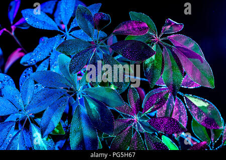 Immagine dai toni di wet schefflera pianta, isolato su nero Foto Stock