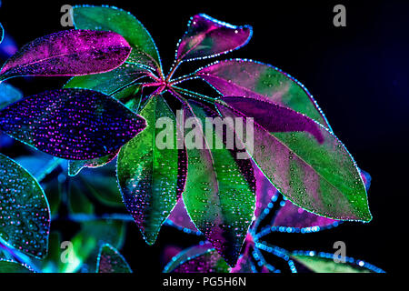 Immagine dai toni di schefflera pianta con foglie di bagnato, isolato su nero Foto Stock
