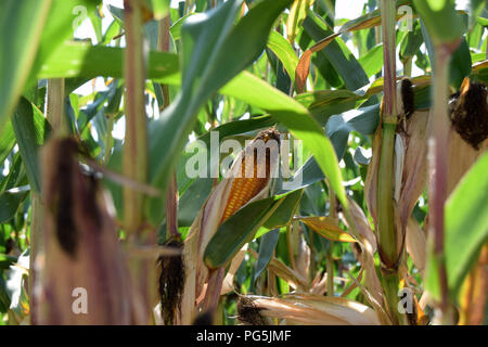 Mature di tutoli di mais vista da vicino, pannocchie di granoturco nel campo inizio autunno Foto Stock