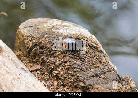 Una femmina rosso-tailed bumblebee (Bombus lapidarius) Foto Stock