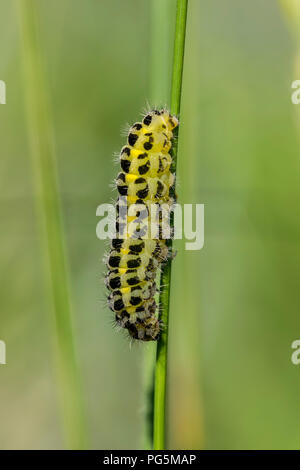 Mullein Moth Caterpillar Shargacucullia verbasci Foto Stock