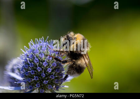 Mare Holly Eryngium Planum Foto Stock