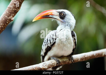 Un bel giallo meridionale-fatturati Hornbill Foto Stock