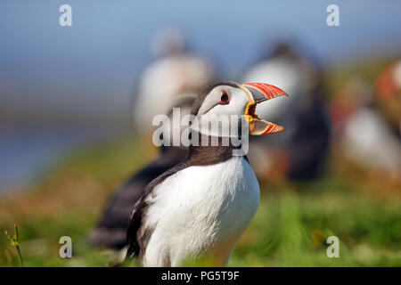 Puffin con il suo becco aperto Foto Stock