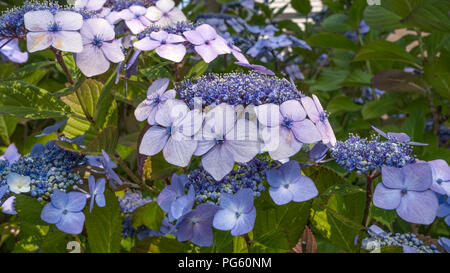 Close-up e la visualizzazione dettagliata di delicati fiori, stami e broccoli di blu-malva fiore ortensie Foto Stock