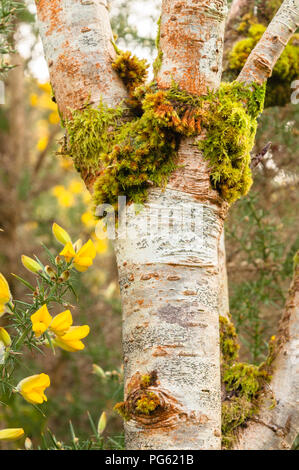 Un muschio coperto argento betulla accanto al wild fiori gialli Foto Stock