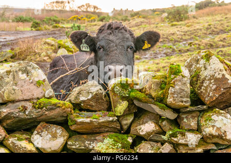 Una vacca guardando la telecamera su un muschio coperto muro di pietra Foto Stock