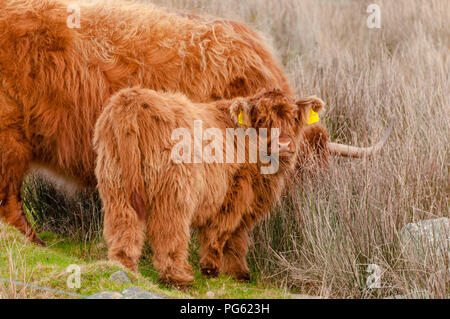 Un altopiano di mucca e il suo vitello, guardando la telecamera, mangiare erba in inverno. Foto Stock