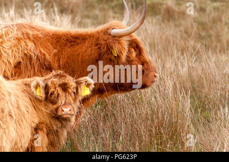 Un altopiano di mucca e il suo vitello, guardando la telecamera, in erba lunga in inverno. Islay, Scotland, Regno Unito Foto Stock