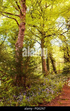 Alti alberi verdeggianti con bluebell fiori in Jesmond Dene, Newcastle, England, Regno Unito Foto Stock