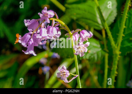 Rosa Bluebell fiori in Jesmond Dene, Newcastle, England, Regno Unito Foto Stock