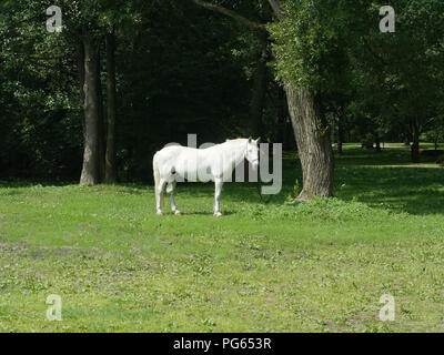 Bellissimo cavallo bianco su un pascolo verde Foto Stock