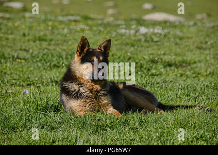 Foto di un pastore tedesco cane Foto Stock