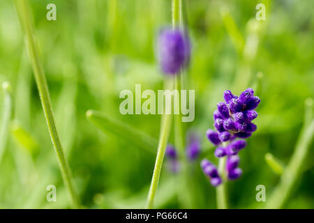 Lavandula angustifolia, inglese fiori di lavanda in estate, Dorset, Regno Unito Foto Stock