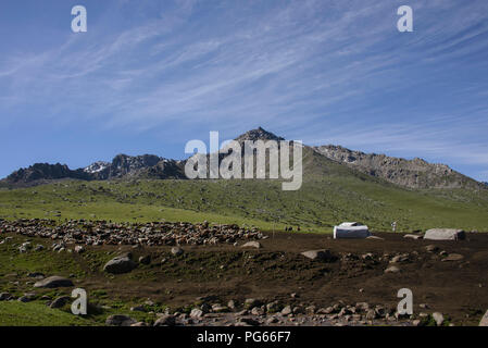 Pecore al pascolo in alpeggio lungo la Keskenkija alpino Trek, Jyrgalan, Kirghizistan Foto Stock