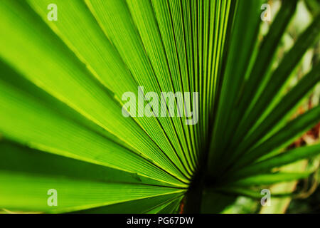 Foglia della ventola Foto Stock