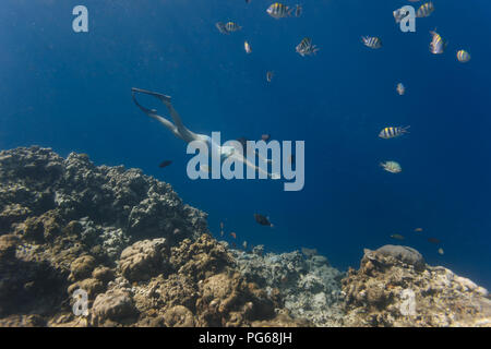 Indonesia, Bali, giovane donna snorkeling Foto Stock